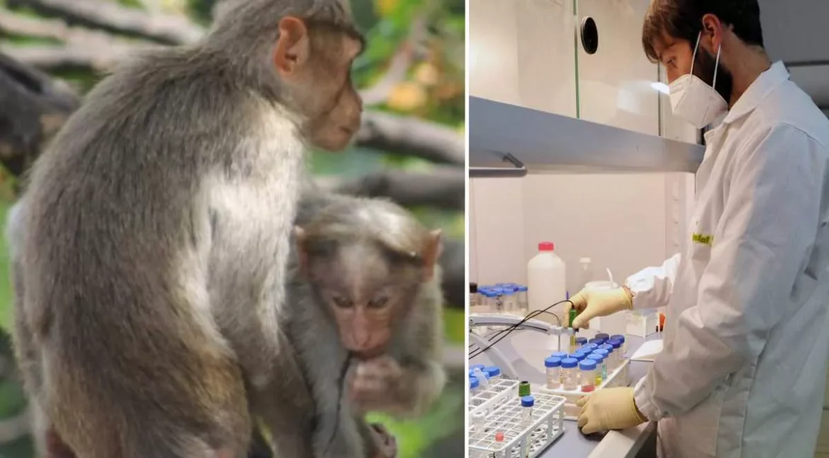 Identificato il primo caso di vaiolo delle scimmie in Italia