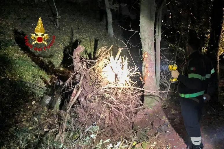Vicenza (Veneto) | Boscaiolo muore travolto da un ceppo nel vicentino
