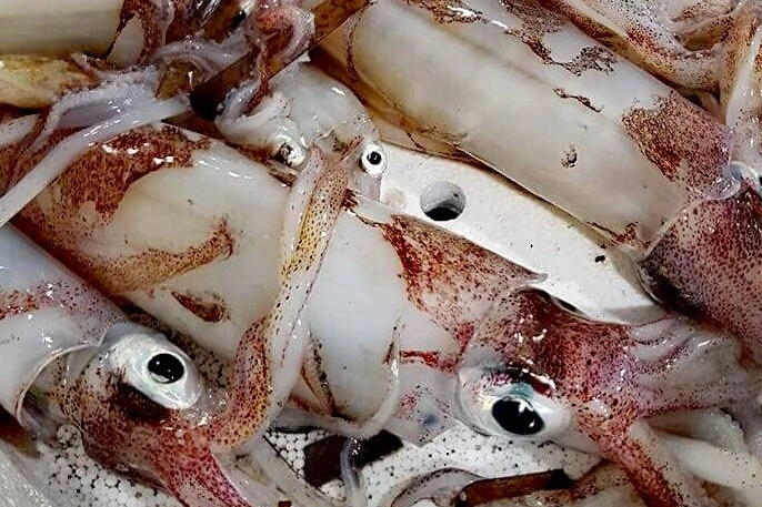 Siracusa | Droga e cellulari nei calamari per i detenuti, 19 arresti.