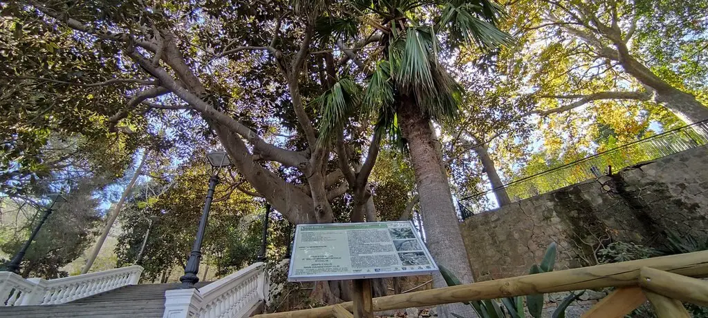 Crotone | Il Ficus Macrophylla: Dichiarato albero monumentale – VIDEO