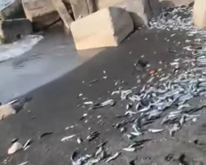 San Giovanni a Teduccio | si segnala una grande quantità di pesci morti sulla spiaggia.