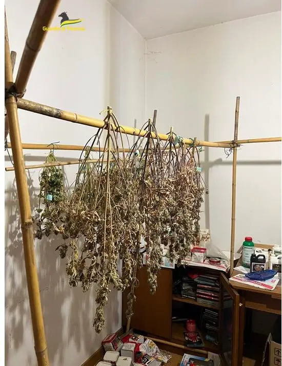 vicenza | scoperta piantagione di cannabis, denunciato 43enne foto ‣ adn24 ‣ adn24 vicenza | scoperta piantagione di cannabis, denunciato 43enne foto