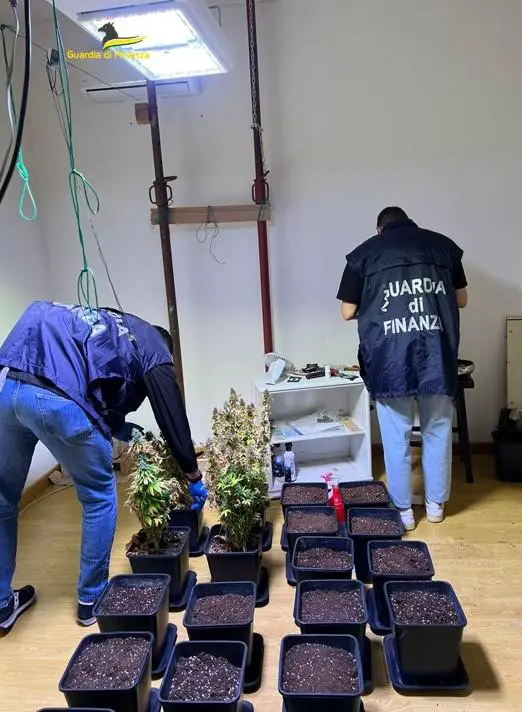 vicenza | scoperta piantagione di cannabis, denunciato 43enne foto ‣ adn24 ‣ adn24 vicenza | scoperta piantagione di cannabis, denunciato 43enne foto