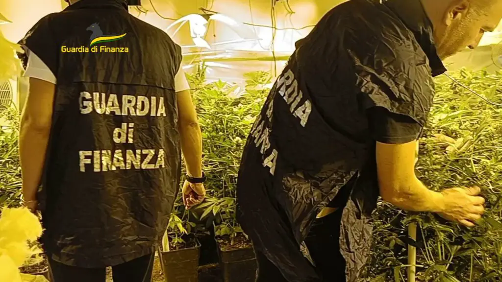 napoli: scoperto laboratorio clandestino di marijuana in un immobile confiscato foto ‣ adn24 ‣ adn24 napoli: scoperto laboratorio clandestino di marijuana in un immobile confiscato foto