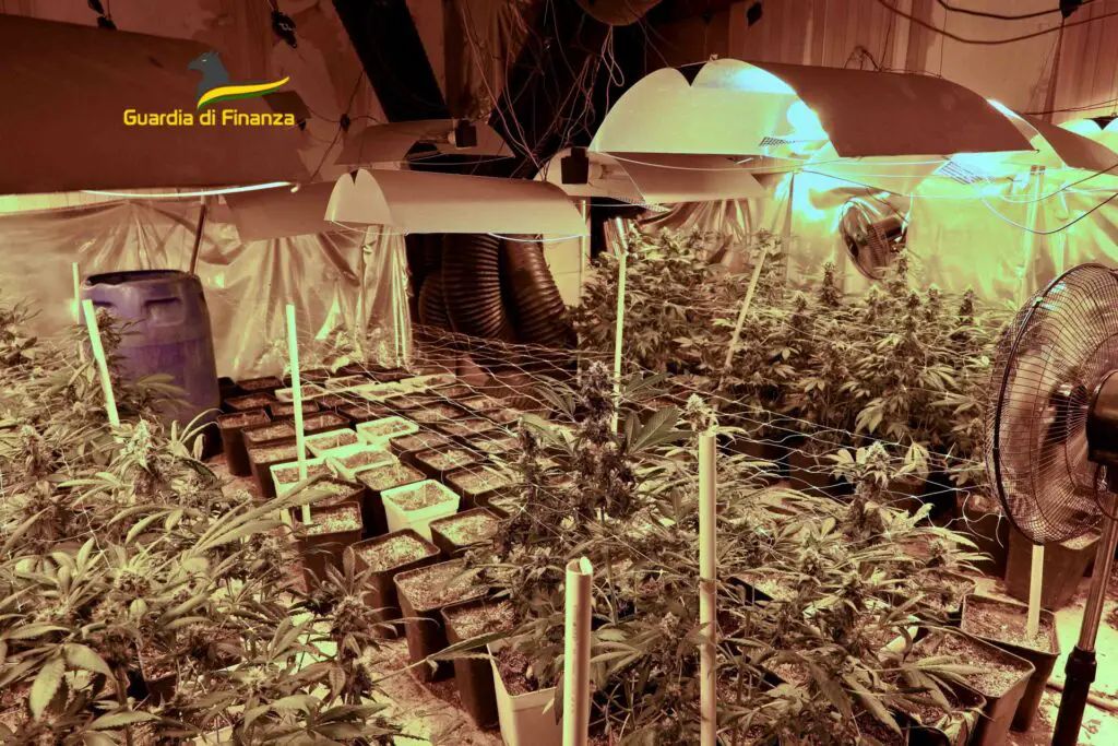 napoli: scoperto laboratorio clandestino di marijuana in un immobile confiscato foto ‣ adn24 ‣ adn24 napoli: scoperto laboratorio clandestino di marijuana in un immobile confiscato foto